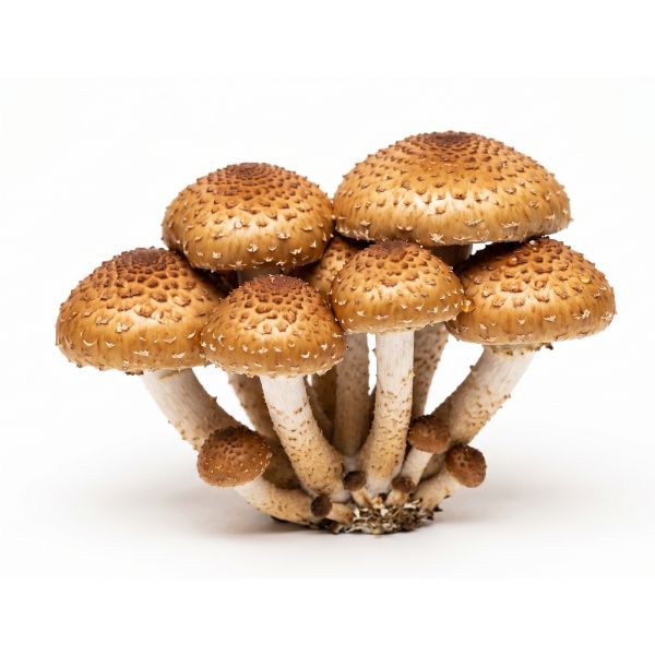 Setas de la Nuez